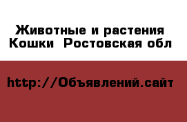 Животные и растения Кошки. Ростовская обл.